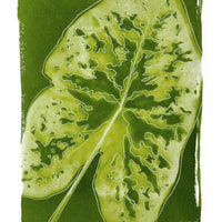 Caladium - Fine Art Print