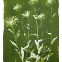 Shasta Daisies - Fine Art Print