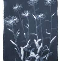 Shasta Daisies - Fine Art Print