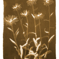 Shasta Daisies - Fine Art Print