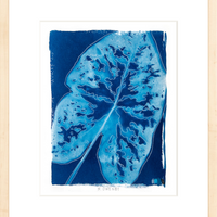 Caladium - Fine Art Print
