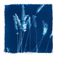 Lavender - Fine Art Print
