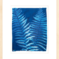 Ostrich Fern - Fine Art Print