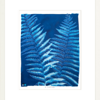 Ostrich Fern - Fine Art Print