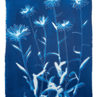 Shasta Daisies - Fine Art Print