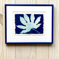 Philodendron