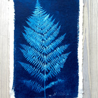 Wild Mountain Fern 1