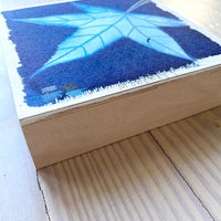 Maple Leaf 2