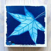 Maple Leaf 2