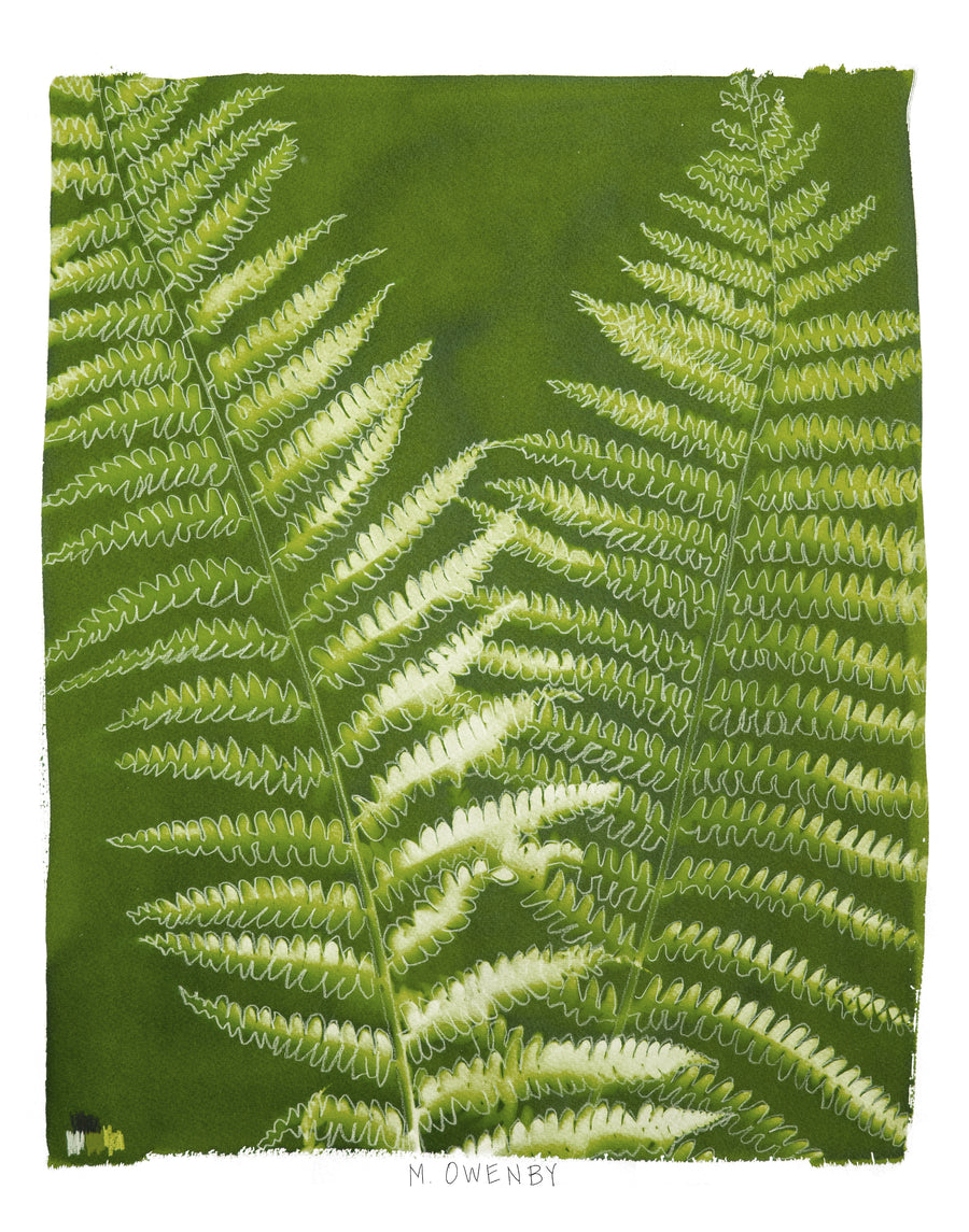 Ostrich Fern - Fine Art Print