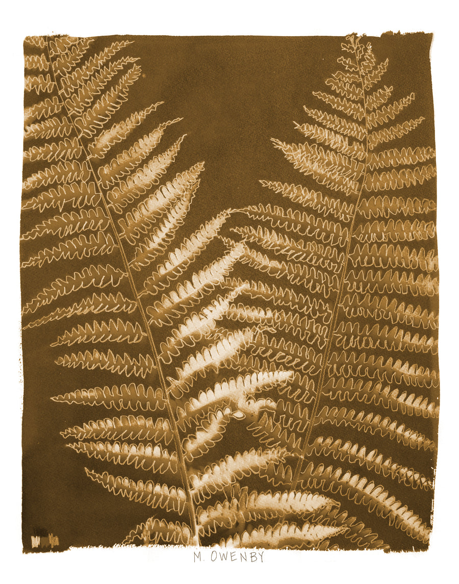 Ostrich Fern - Fine Art Print