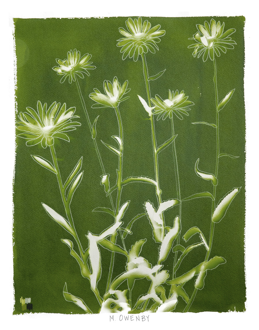 Shasta Daisies - Fine Art Print