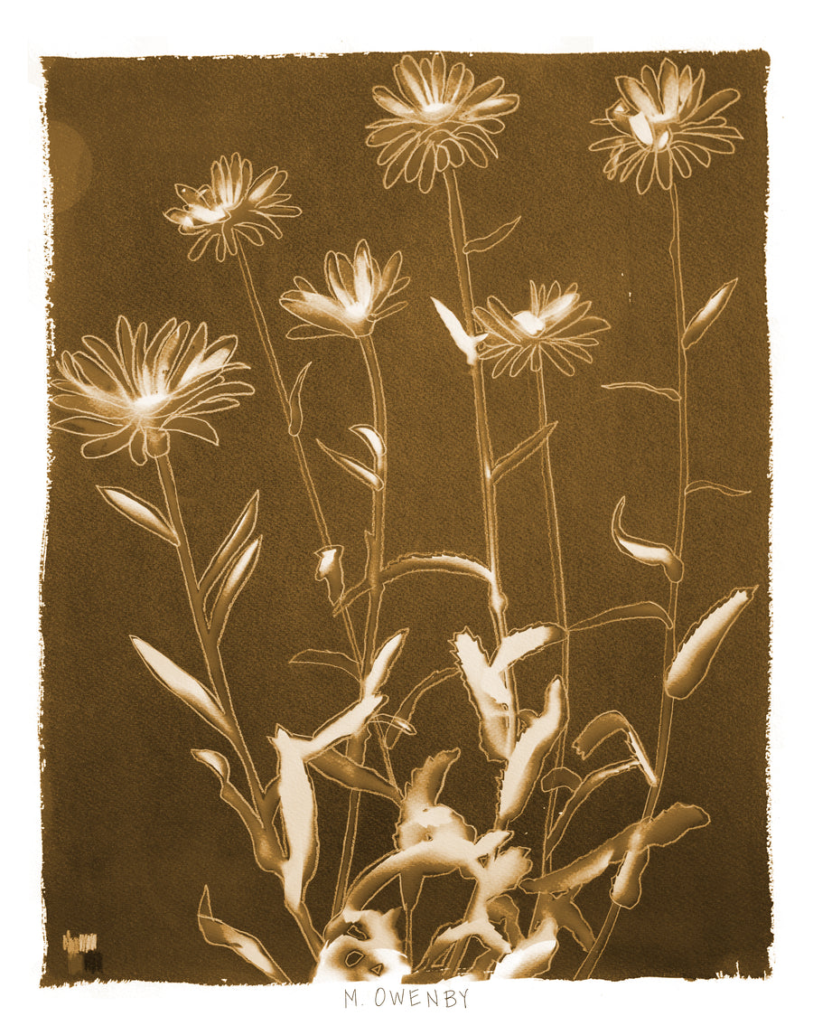 Shasta Daisies - Fine Art Print