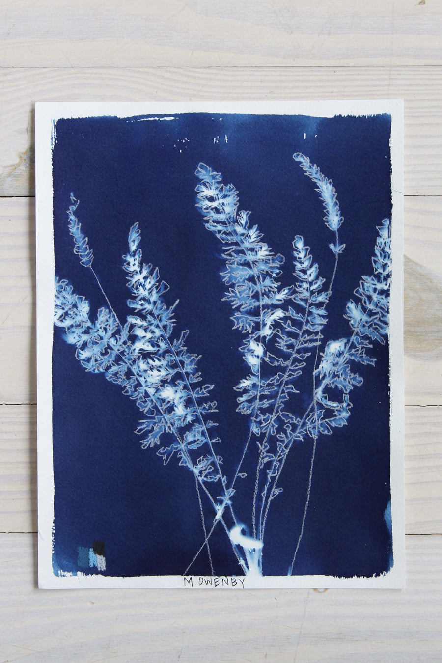 Fernleaf Yarrow - Offered Exclusively by Charleston Artist Collective