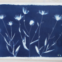 Shasta Daisies - Offered Exclusively by Charleston Artist Collective